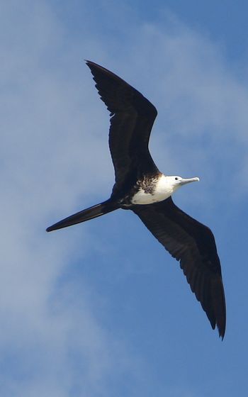 frÃ©gate superbe 1.jpg