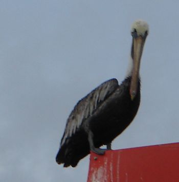 pÃ©lican 3.jpg