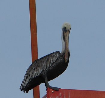 pÃ©lican 2.jpg