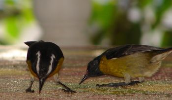 sucrier Ã  ventre jaune.jpg