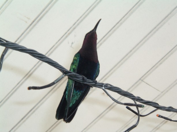 colibri madÃ¨re.JPG