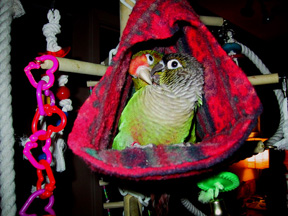 2_conures3.JPG