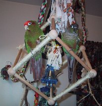 2_conures2.JPG