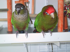 2_conures1.jpg
