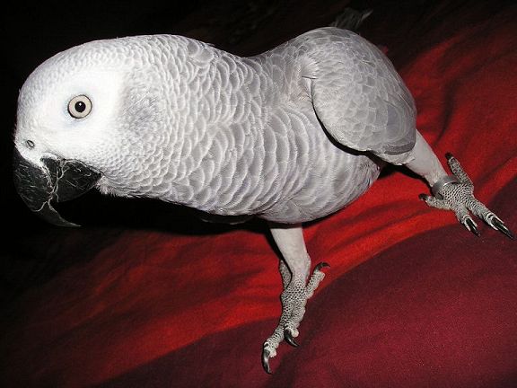 luna soirÃ©e (9).jpg