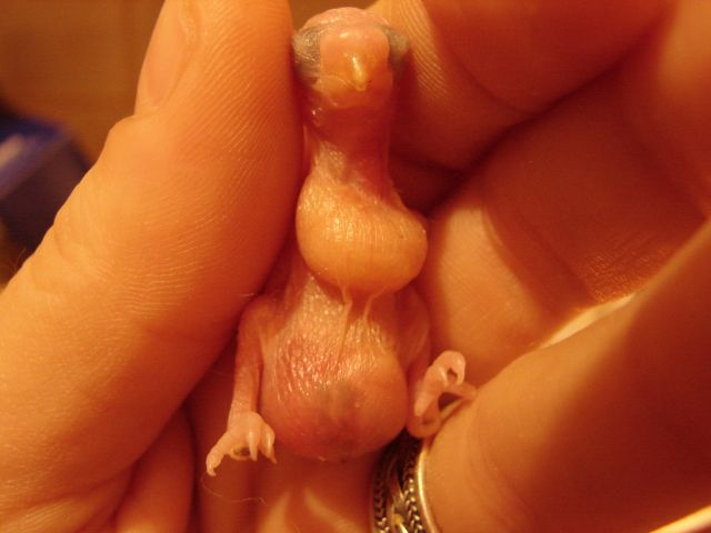 Photo oiseaux 437.jpg