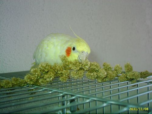 freddie 21.01.06 red.jpg