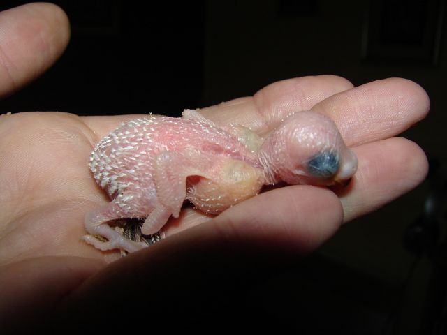 Photo oiseaux 463.jpg