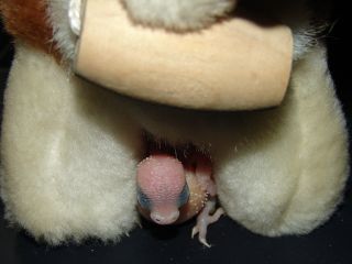 Photo oiseaux 464.jpg