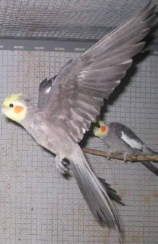 25janv06 (10)bis.jpg