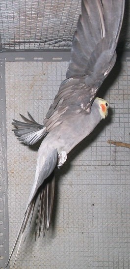 Copie (2) de 25janv06 (16).JPG