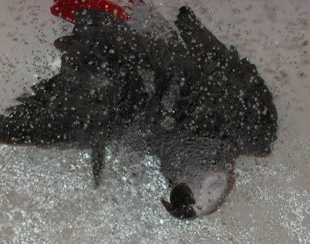 douche janv deux.jpg