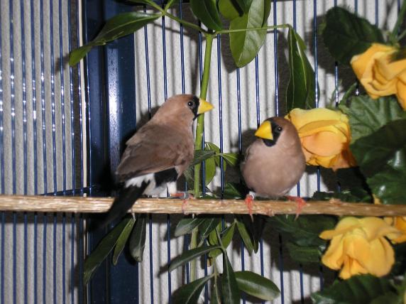 couple masquÃ©s.JPG