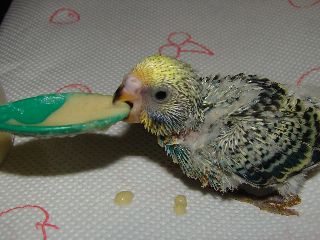 Photo oiseaux 512.jpg