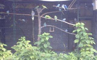 photos de ma voliÃ¨re.JPG