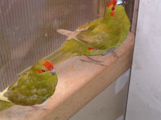 couple kakariki cinamon front rouge.jpg