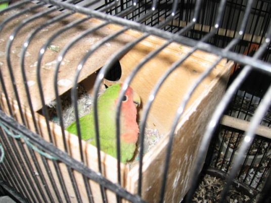 nouvel an (lendemain) 004.jpg