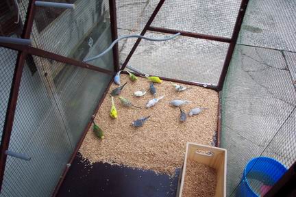 Resize of oiseaux 01-08-2002suite0004.jpg