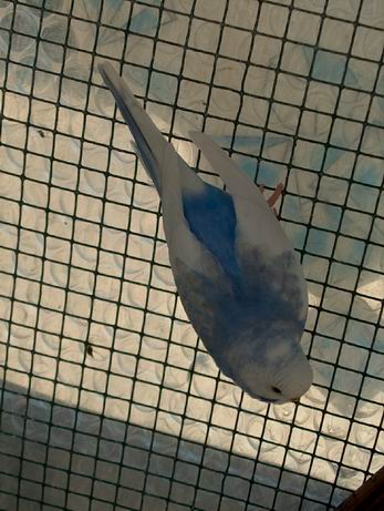 Resize of Mes photos0037.jpg