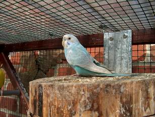 Resize of Mes photos0032.jpg