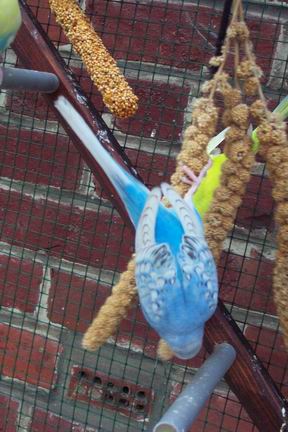 Resize of oiseaux 05-07-20020047.jpg