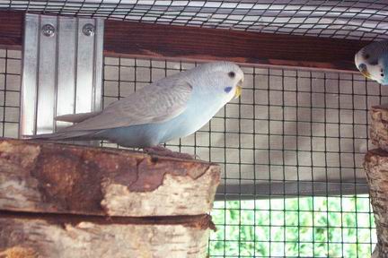 Resize of oiseaux 01-08-20020036.jpg