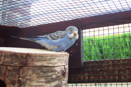 Resize of oiseaux 12-07-2002suite0036.jpg