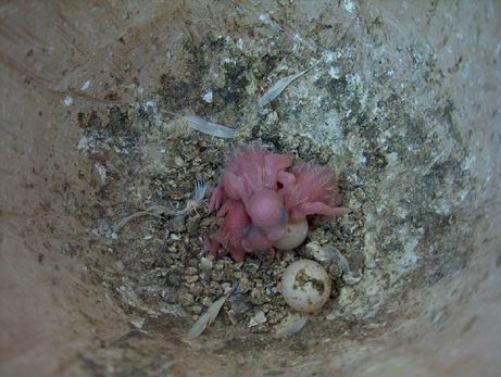 Resize of Mes photos0039.jpg