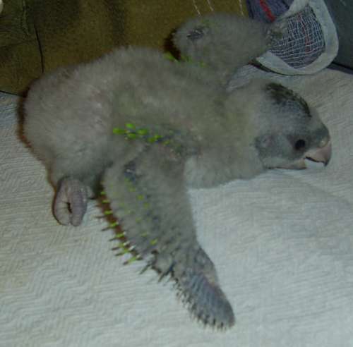 bb j33 petites plumes.jpg