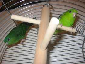 perruches catherines 009.jpg