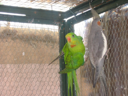 MÃ¢le baraband .JPG