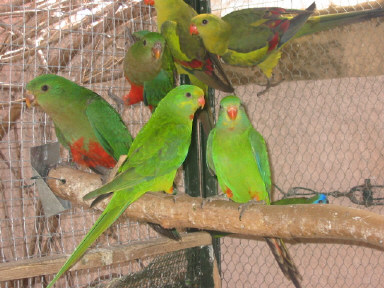 deux mÃ¢les baraband .JPG