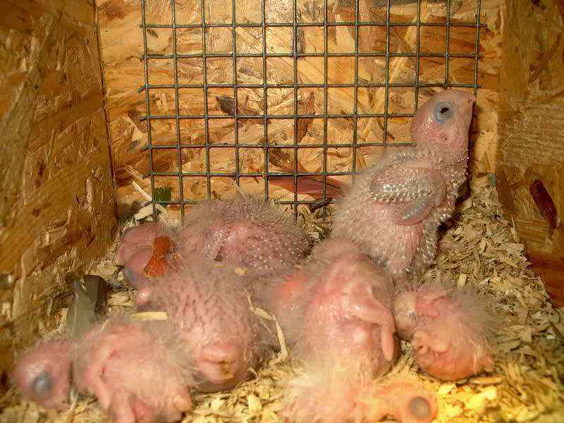 jeunes pyrrhuras 60ko.jpg