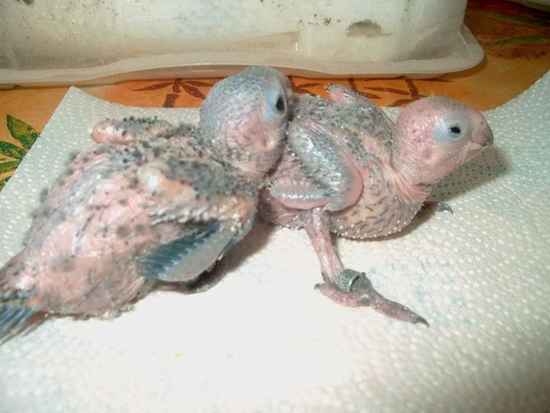 pyrrhura lepida60ko.jpg