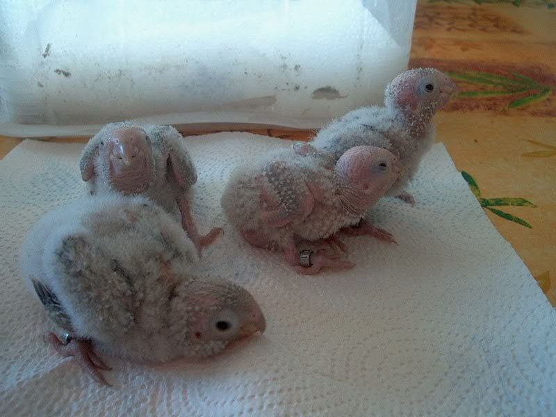 pyrrhura molinae cinnamon 60ko.jpg