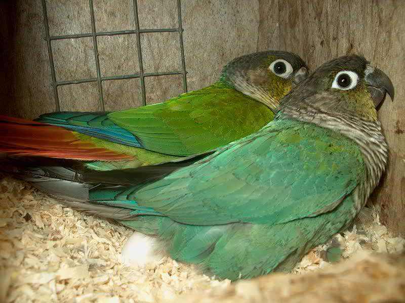 molinae hypo et bleu 60ko.jpg