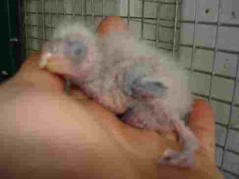 bb cloncurry main.jpg