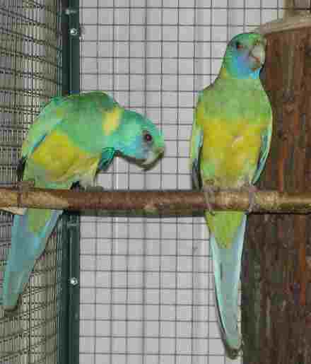 cloncurry repro2.jpg