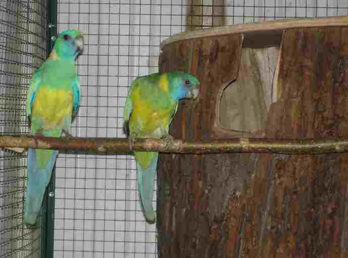 cloncurrys repro.jpg