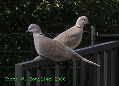 Tourterelles 2006.jpg