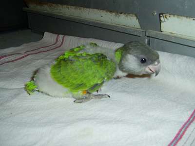 bb 46 jours debout.jpg