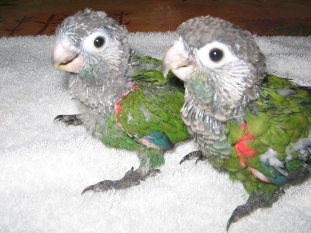 jeunes pyrrhura lepida.jpg