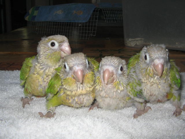 jeunes pyrrhura molinae cinnamon.jpg