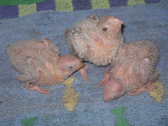 premiers des huits jeunes.jpg