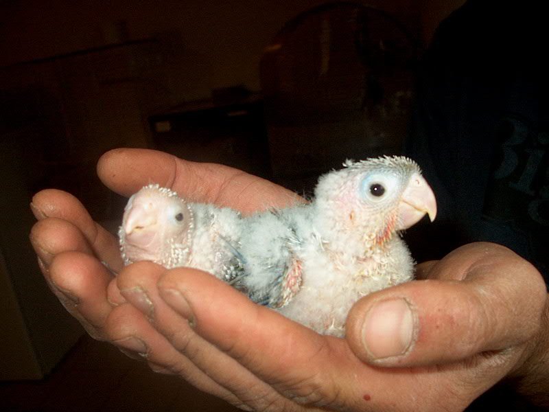 mutation pyrrhuras.jpg