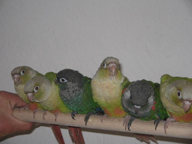 cinnamon-lepida (2).jpg