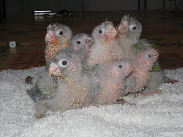 oiseau en élevage.jpg