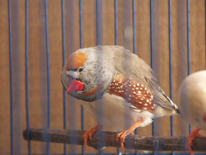 mandarin 1 male.jpg