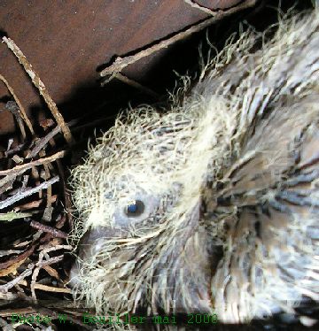 Tourterelle turque 14 05 2006 2.jpg