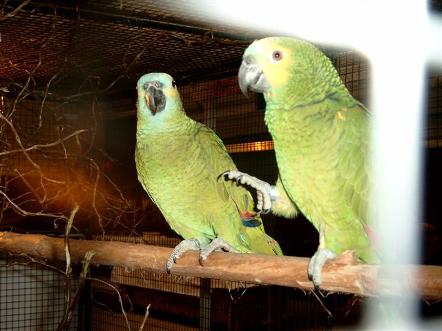 pontivy 2004 (2).jpg